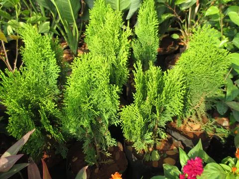 Scenic view of plants for multipurpose use Stock Photos