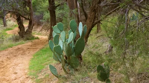 Scenic View of Prickly Pear Cactus Along Sand Bench Horse Trail in Zion National Stock Footage 332016944