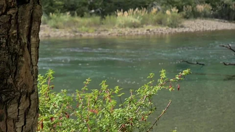 Scenic view of a pristine water river flowing through a forest 스톡 동영상 256183598