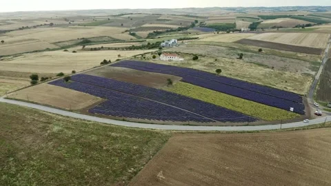 Scenic view of purple lavender fields. Video stock 133370245