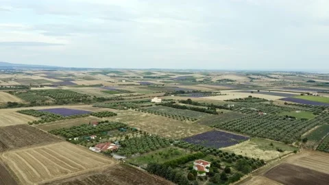 Scenic view of purple lavender fields. Stock Footage 133370444