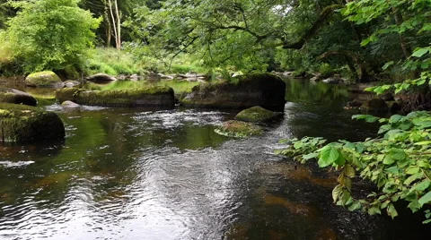 Scenic view of a quiet river flowing slowly through the forest - lush foliage. Stock Footage 68353732