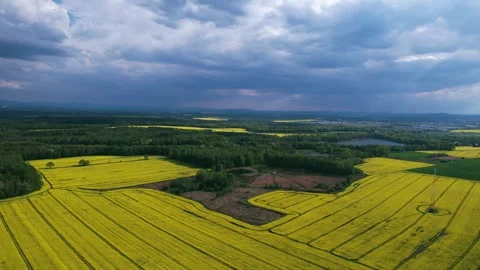 Scenic view of the rapeseed fields. Stock Footage 241647242
