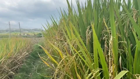 Scenic view of rice farming Stock Footage 239556297