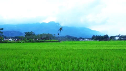 Scenic View of Rice Fields, Mountain, and Sea under Clear Sky Stock Footage 306384761