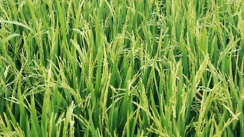 Scenic view of the rice fields, Tamil Nadu, India. Paddy field with grains. Stock Footage 129397995