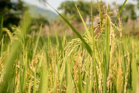 A scenic view of ricefields starting to turn yellow, with terraced rice pad.. Stock Photos