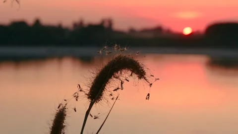 Scenic View Of River Against Sky At Sunset Stock Footage 246526653