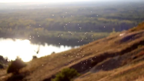 Scenic view of the river from the hill Full HD Stock Footage 97291205