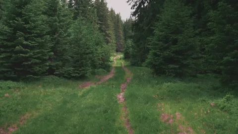 Scenic view of a road or path winding through a dense forest Stock-Footage 331137434
