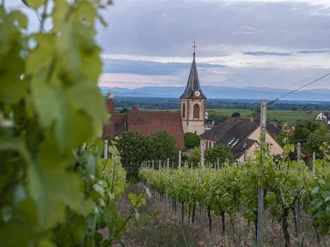 Scenic view of rows of vineyards looking towards a historic village 库存照片