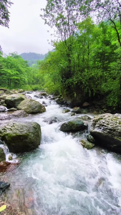 A scenic view of a rushing mountain stream flowing over rocks in a lush green Vídeos de archivo 334163105