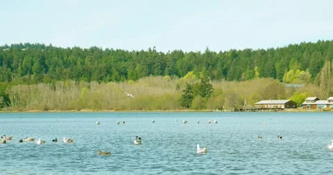 Scenic view of seagulls and ducks swimming in ocean bay waters Stock Footage 342070793