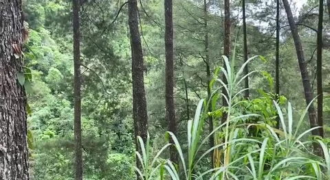Scenic view of sendang forest Stock Footage 239598001