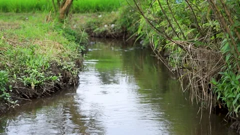 Scenic View of Small Irrigation Water Stream Flowing Past Green Grassy Banks Stock Footage 346443847