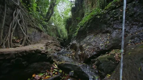Scenic View of Small Stream and Tree Roots in Lush Tropical Forest Stock Footage 345457311