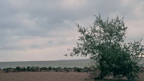 Scenic view of a small tree on a sandy beach by the sea under an overcast sky Stock Footage 346326146