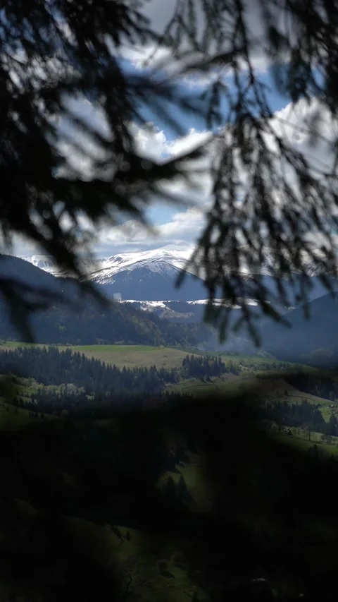 A Scenic View of Snow-Capped Mountains through Pine Branches Stock Footage 280302265