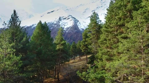 Scenic View of Snow Capped Mountains and Pine Forest in the North Caucasus, Russ Stock Footage 320856870