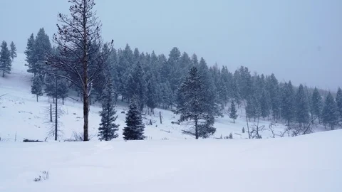 Scenic view of snow covered landscape in Yellowstone National Park Stock-Footage 93371374