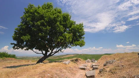 Scenic view of a solitary oak tree Quercus robur on a grassy hill with ancient Stock Footage 346541971