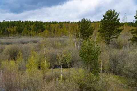 Scenic View of Spring Forest with Emerging Greenery and Cloudy Sky Stock Photos