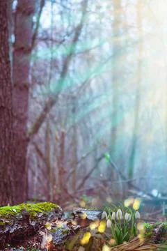 Scenic view of the spring forest with white snowdrops. Snowdrops in spring ga Stock Photos