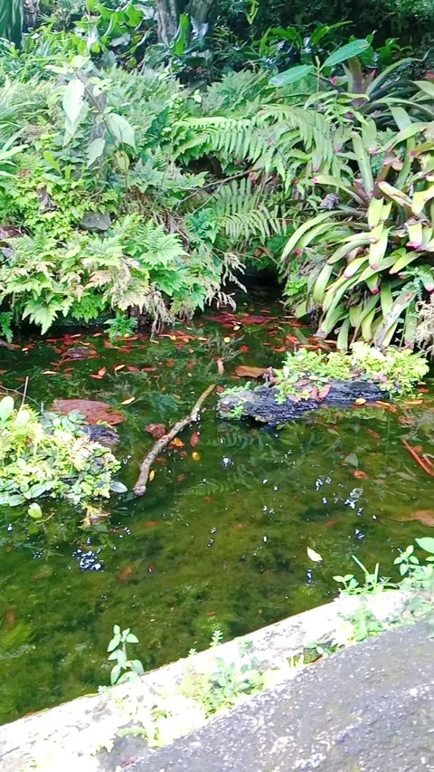 Scenic view of a stream and lush green plants in nature Stock Footage 346335875