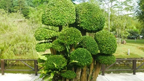 Scenic view of the Streblus Asper trees in the garden. Vidéo 196266596