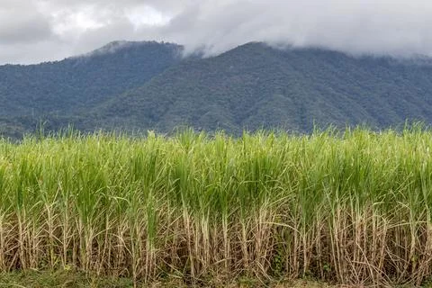 Scenic view of sugar cane fields in Cairns, Queensland Stock Photos