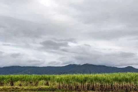 Scenic view of sugar cane fields in Cairns, Queensland Stock Photos