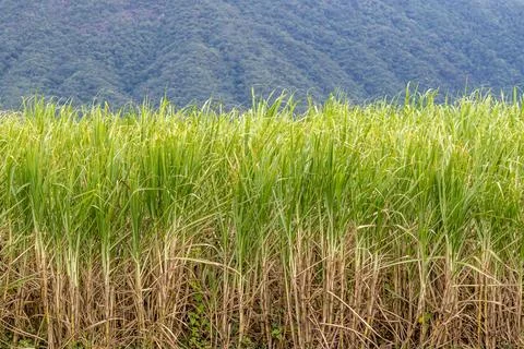 Scenic view of sugar cane fields in Cairns, Queensland Stock Photos