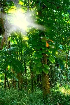 Scenic view of sun rays through dense forest trees in Hawaii rainforest Stock Photos