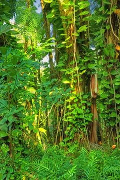 Scenic view of sun rays through dense forest trees in Hawaii rainforest Stock Photos