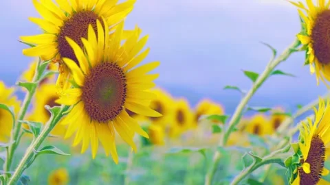 Scenic View of Sunflower Field with Light and Breeze in Fukuoka Stock Footage 344967571