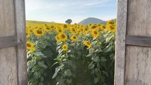 Scenic View of Sunflower Field Through a Rustic Wooden Window in Thailand Vídeos de archivo 324883529