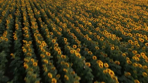 Scenic view of sunflower fields in blooming season. 4K Drone Video Video stock 177038241