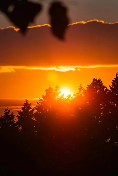 Scenic view of sunset glow behind silhouette trees with vivid golden light .. Stock-Footage 320813782
