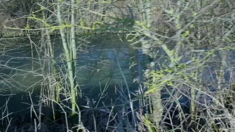 Scenic view of a swamp forest with bare trees during winter Vídeo Stock 331188676