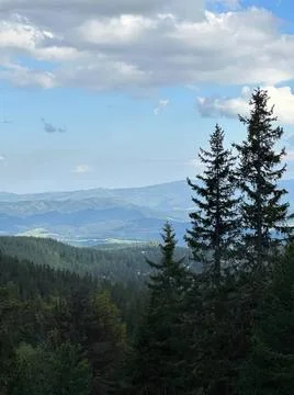 Scenic view of tall pine trees in a mountain forest Stock Photos