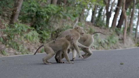 Scenic view of three small brown monkeys fighting on the street of Phuket Stock Footage 305848487