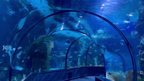Scenic View Through a Tropical Aquarium Tunnel Revealing Another Underwater Pass 库存影片 338280914