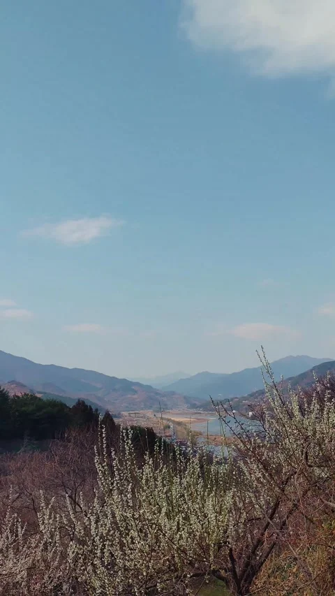 Scenic view transitioning from the river to the plum blossom village landscape Stock Footage 330149495