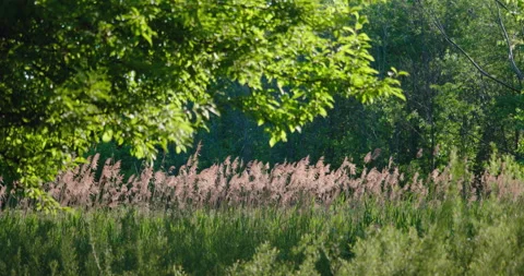 Scenic view on tree branches and tall grass in soft wind / Focus pull Stockbeeldmateriaal 130993372