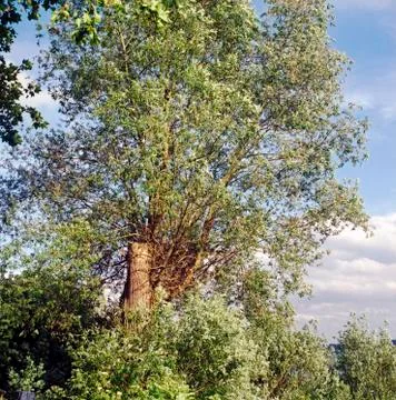 Scenic view of a tree Stock Photos