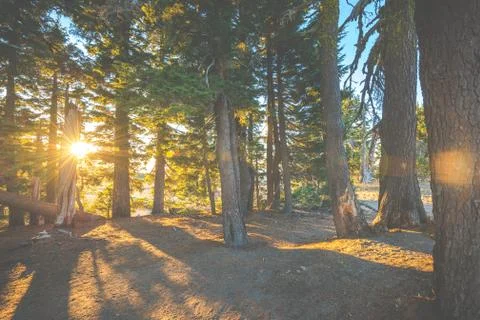 Scenic view of tree with sunset  light ,vintage style. Stock Photos