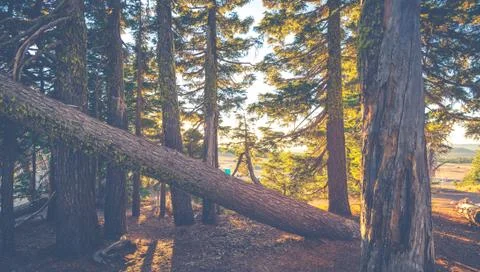 Scenic view of tree with sunset  light ,vintage style. Stock Photos