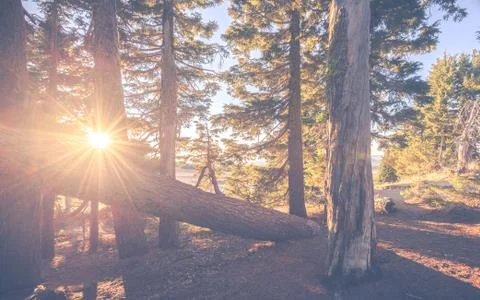 Scenic view of tree with sunset  light ,vintage style. Stock Photos
