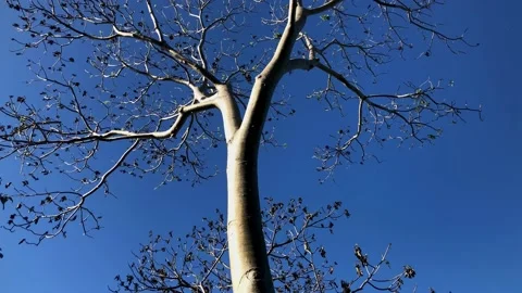 Scenic view of tree trunks and branches with dry leaves in autumn Stock-Footage 229705542