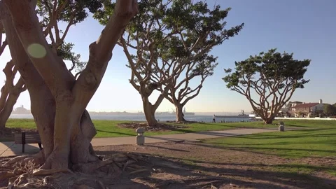 Scenic view of trees and grass near the coastline in San Diego in 4K Stock-Footage 281676056